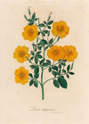 Linum trigynum (1818-1824)
