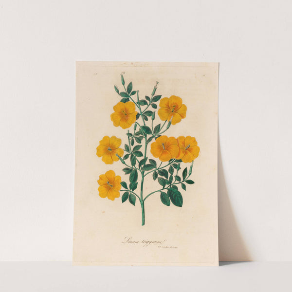 Linum trigynum (1818-1824) by Gaetano Savi