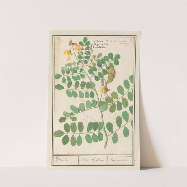 Linze (Lens culinaris) Wilde Sene. Collutea Theophrasti. Baguenandier. (1596-1610) by Anselmus Boëtius de Boodt