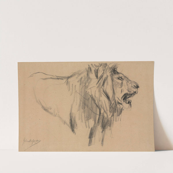 Lion by John Macallan Swan