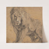 Lion by Follower of Peter Paul Rubens