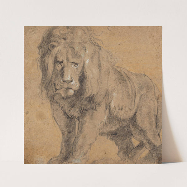 Lion by Follower of Peter Paul Rubens