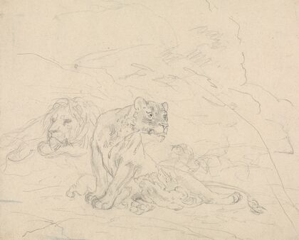 Lion Family