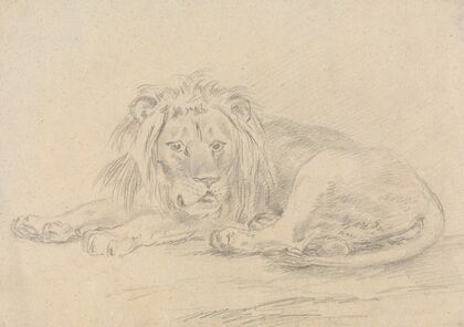 Lion Lying Down