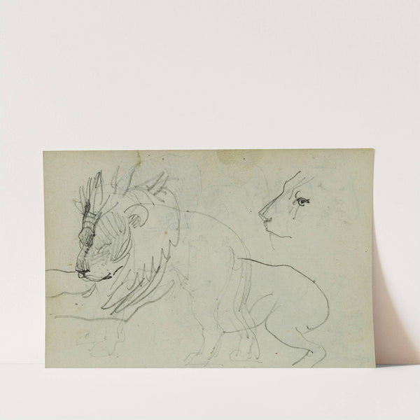 Lion studies by Théodore Géricault