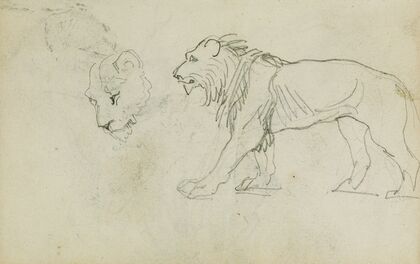 Lion walking, head of a lioness