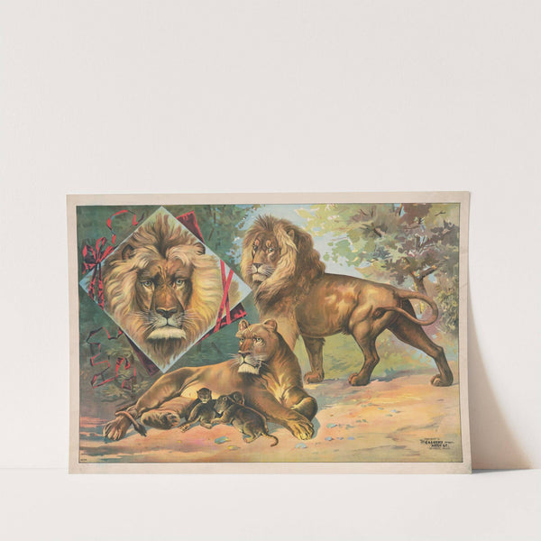 Lions (1891) by Calvert Litho. Co
