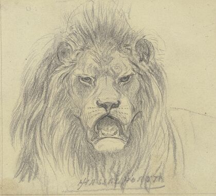 Lion’s head