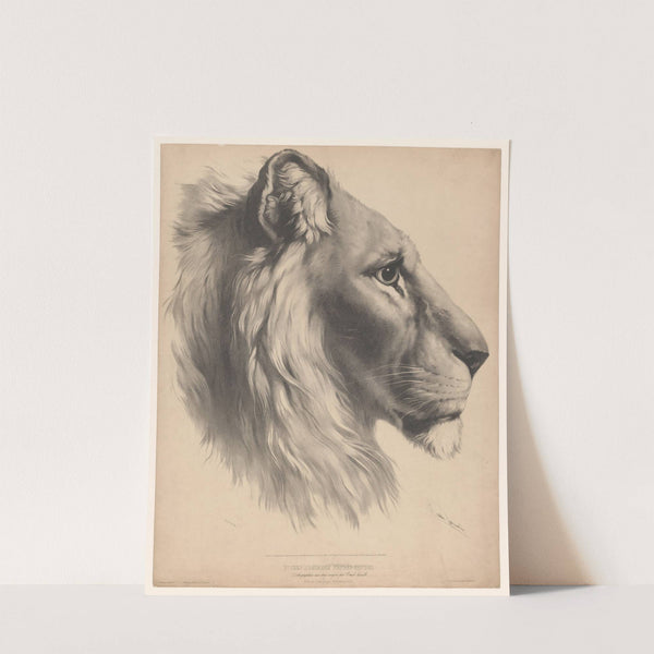 Lion’s head, in profile by Emile Lassalle