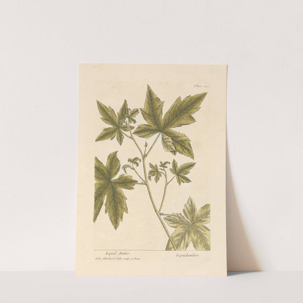 Liquid amber by Elizabeth Blackwell