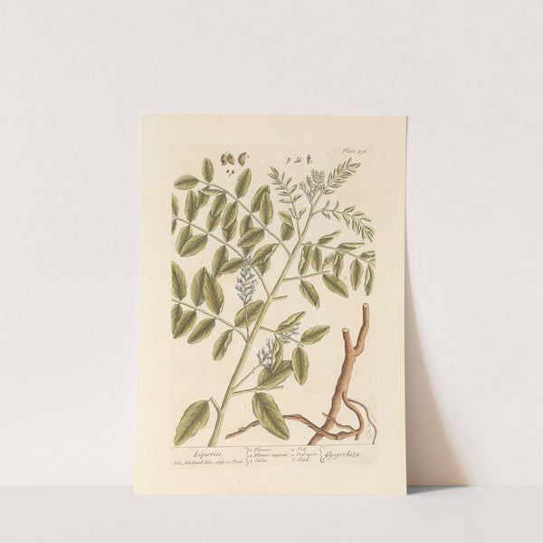 Liquorice by Elizabeth Blackwell