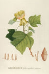 Liriodendrum (1750-1773)