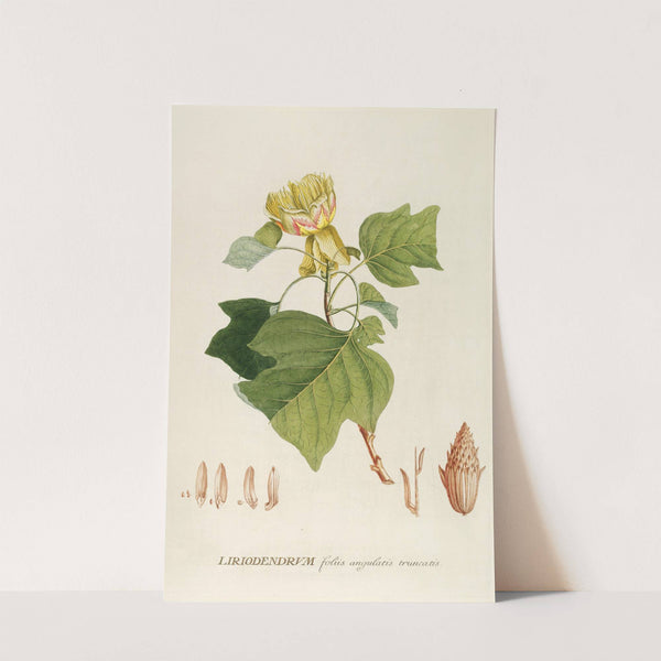 Liriodendrum (1750-1773) by Georg Dionysius Ehret