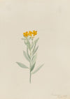 Lithospermum canescens (1907)