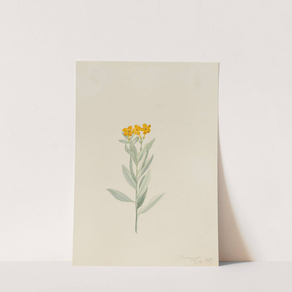 Lithospermum canescens (1907) by Mary Vaux Walcott