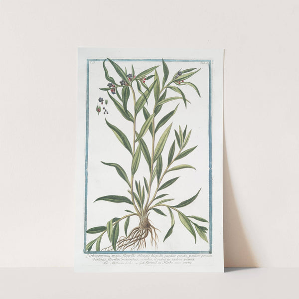 Lithospermum majus, flagellis oblongis hispidis partim erectis, partim procumbentibus, floribus majoribus, cæruleis, en eadem palnta - Millium Solis - Gremil, ou Herbe aux perles. (Puccoon) by Giorgio Bonelli