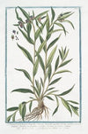 Lithospermum majus, flagellis oblongis hispidis partim erectis, partim procumbentibus, floribus majoribus, cæruleis, en eadem palnta – Millium Solis – Gremil, ou Herbe aux perles. (Puccoon)