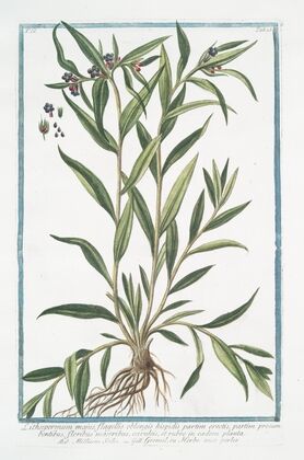 Lithospermum majus, flagellis oblongis hispidis partim erectis, partim procumbentibus, floribus majoribus, cæruleis, en eadem palnta – Millium Solis – Gremil, ou Herbe aux perles. (Puccoon)