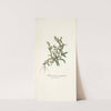 Lithospermum tenuiflorum by Nikolaus Joseph Freiherr von Jacquin