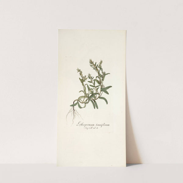 Lithospermum tenuiflorum by Nikolaus Joseph Freiherr von Jacquin