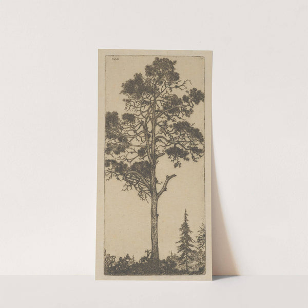 Little Pitch Pine (1900-1925) by Ernest Haskell
