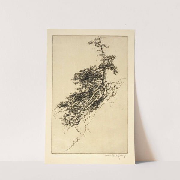 Little Rock Pine by Kerr Eby