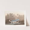 Little sandpiper by John James Audubon