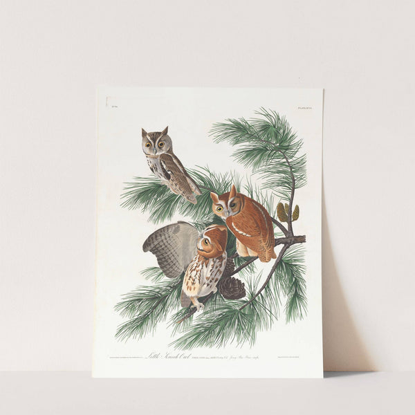 Little screech owl by John James Audubon