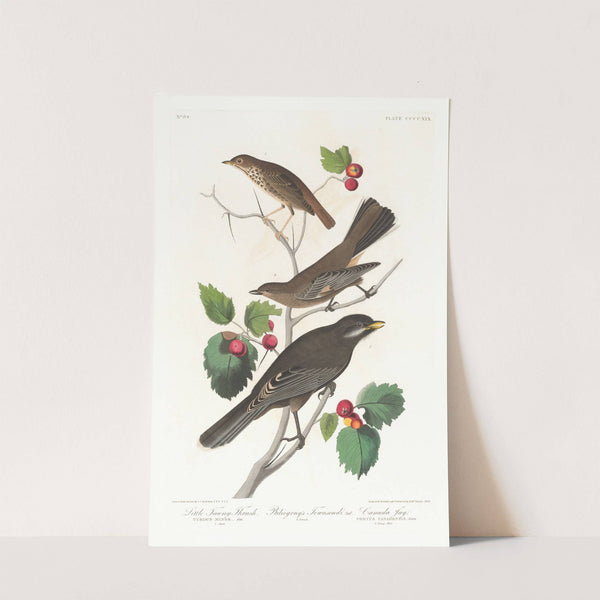 Little tawny thrush by John James Audubon