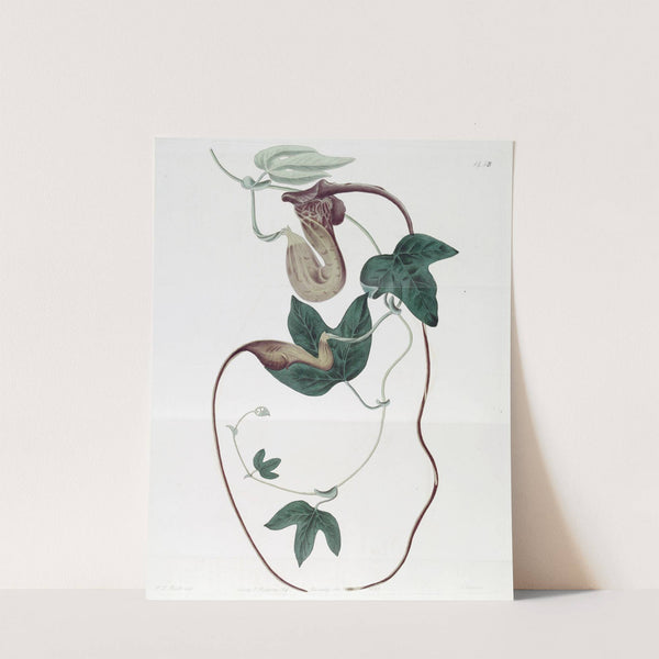 Livid-flowered Birthwort by Sydenham Edwards