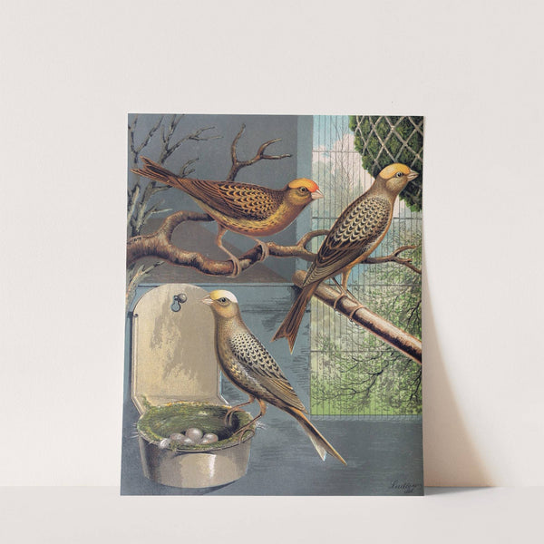 Lizard Canaries by W. A . Blakston