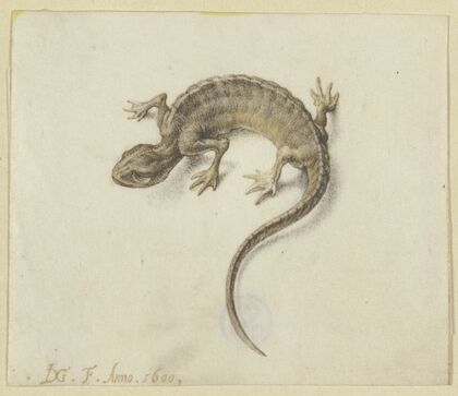 Lizard