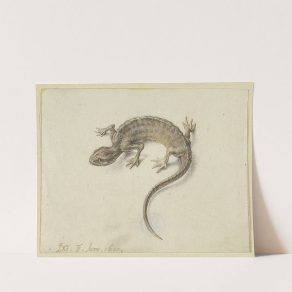 Lizard by Jacob de Gheyn II