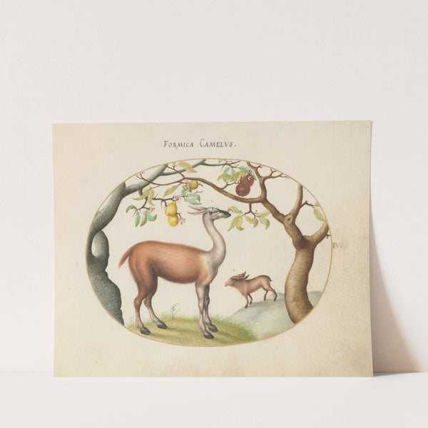 Llama and Moose (1575-1590) by Joris Hoefnagel