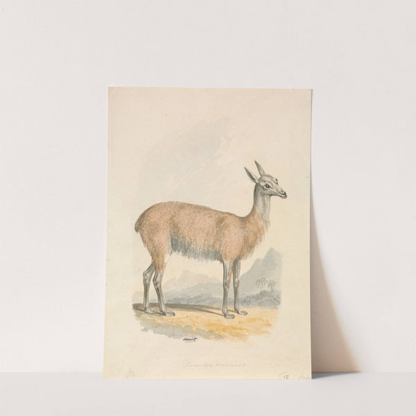 Llama by Samuel Howitt