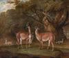 Llamas and a fox in a wooded landscape