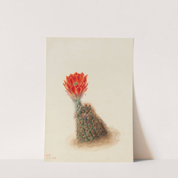 Lloyd’s Strawberry Cactus (Echinocereus lloydii) (1925) by Mary Vaux Walcott