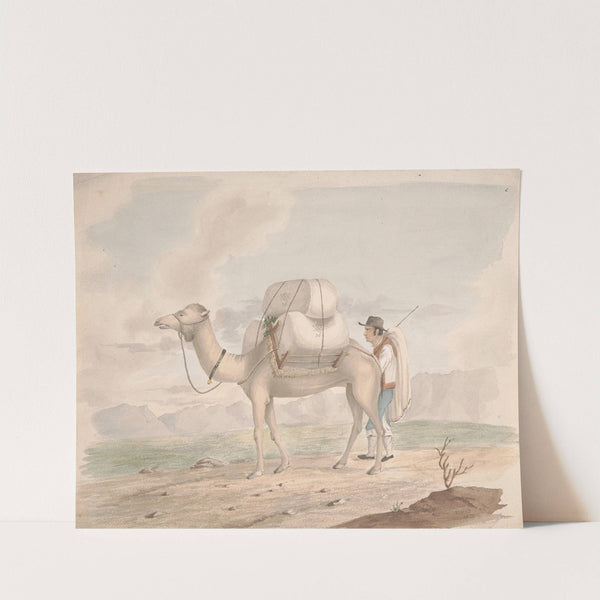 Loaded Camel by Alfred Diston