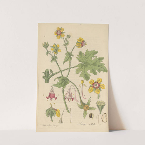 Loasa nitida by William Jackson Hooker