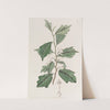 Lobed Turraea by Sydenham Edwards