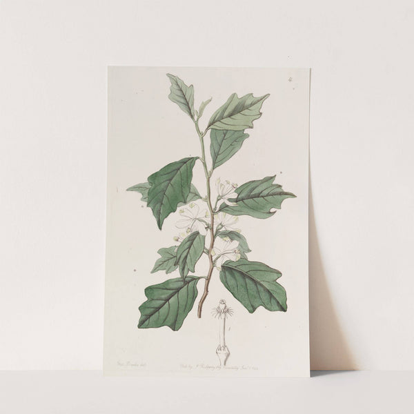 Lobed Turraea by Sydenham Edwards