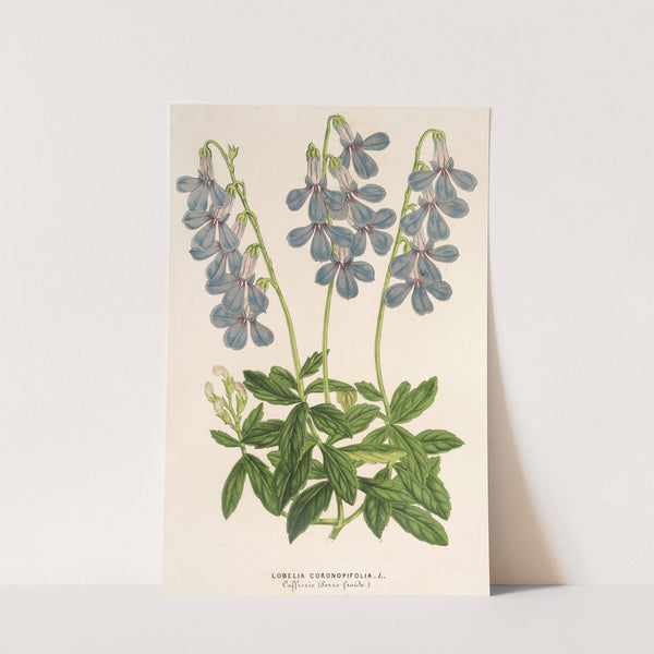 Lobelia coronopifolia by Charles Antoine Lemaire