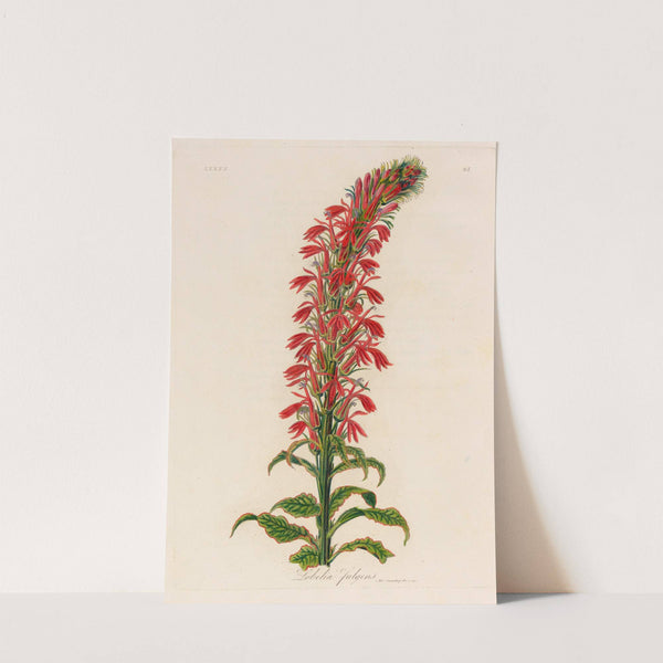 Lobelia fulgens (1818-1824) by Gaetano Savi