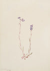Lobelia Kalmii (1904)