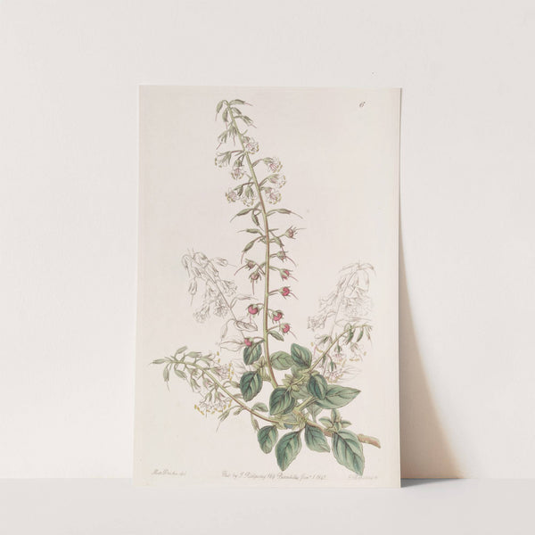 Lobelia-like Loose-strife by Sydenham Edwards