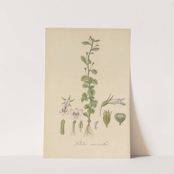 Lobelia micrantha by William Jackson Hooker