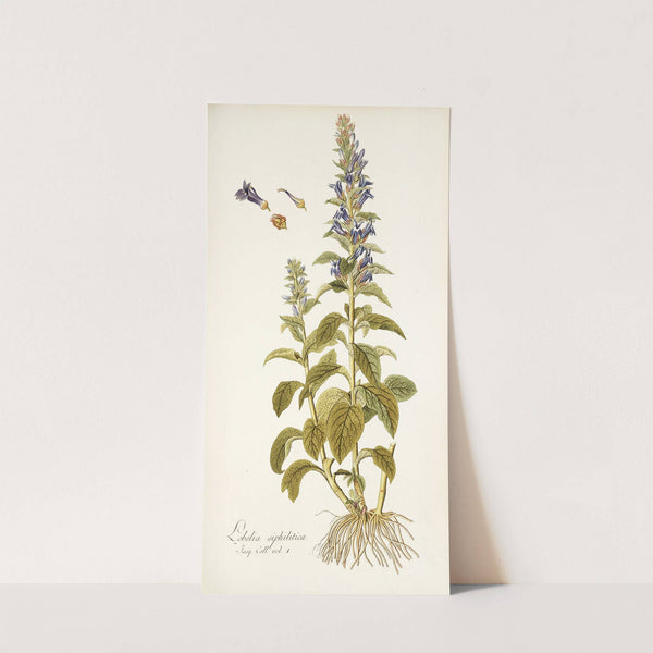 Lobelia siphilitica by Nikolaus Joseph Freiherr von Jacquin