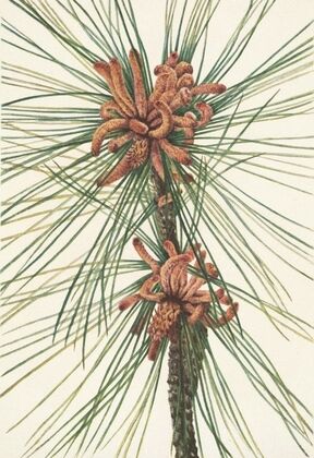 Loblolly Pine. Pinus taeda (1925)