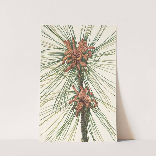 Loblolly Pine. Pinus taeda (1925) by Mary Vaux Walcott