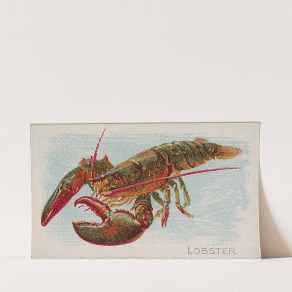 Lobster (1889) by Allen & Ginter